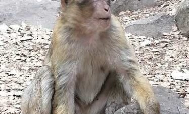 3-Day Desert Tour From Fez and back to Fez